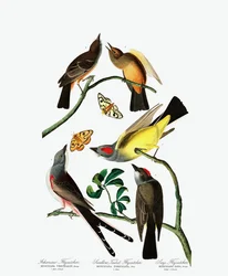 Three Varieties of Flycatcher, from The Birds of America by John J. Audubon, pub. 1827-38